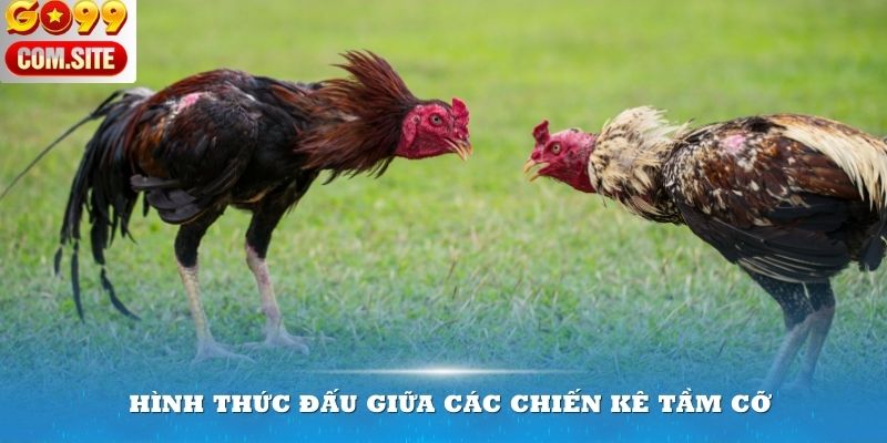 Điểm qua các hình thức đấu giữa các chiến kê tầm cỡ