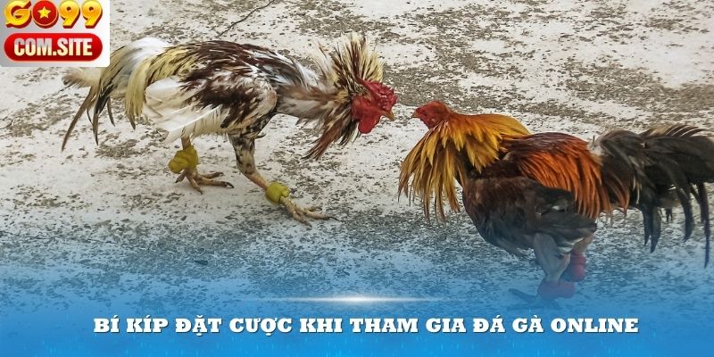 Bí kíp đặt cược khi tham gia đá gà online