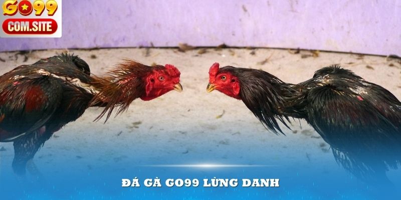 Đá gà Go99 lừng danh trong cộng đồng sư kê